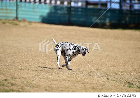 ダルメシアン 17782245