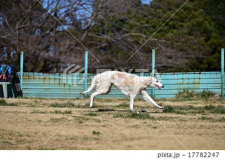 ボルゾイ 17782247