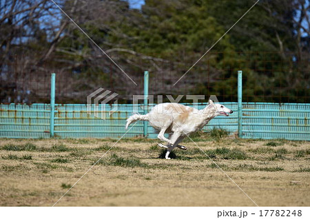 ボルゾイ 17782248