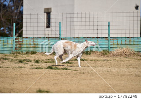 ボルゾイ 17782249