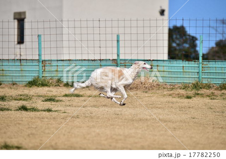 ボルゾイ 17782250