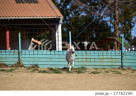 ボルゾイ 17782290