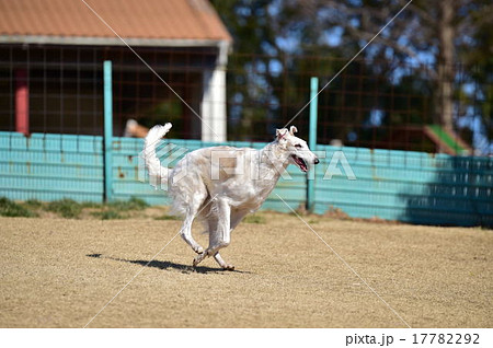 ボルゾイ 17782292