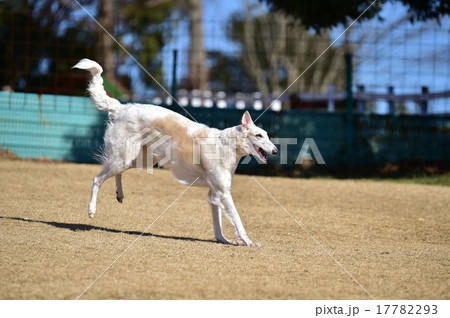 ボルゾイ 17782293