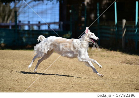 ボルゾイ 17782296