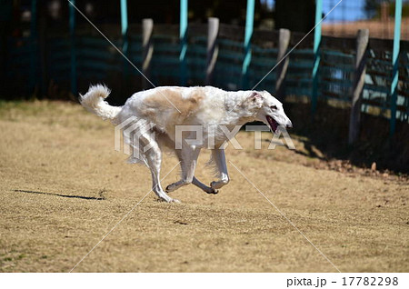 ボルゾイ 17782298