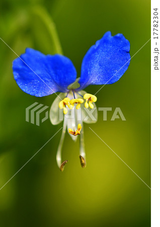 ツユクサ(露草) ツユクサ(露草) 17782304
