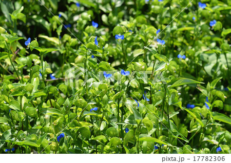 ツユクサ(露草) ツユクサ(露草) 17782306