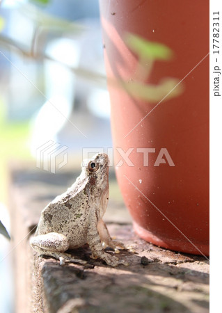 カエル 17782311