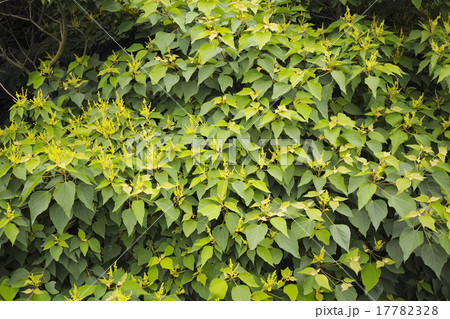 黄色い花が咲いたアカメガシワ 黄色い花が咲いたアカメガシワ 17782328