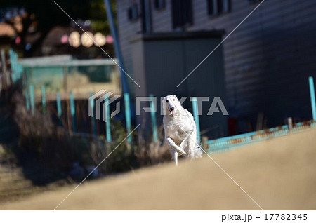 ボルゾイ 17782345