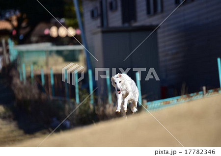 ボルゾイ 17782346