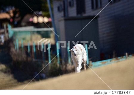 ボルゾイ 17782347