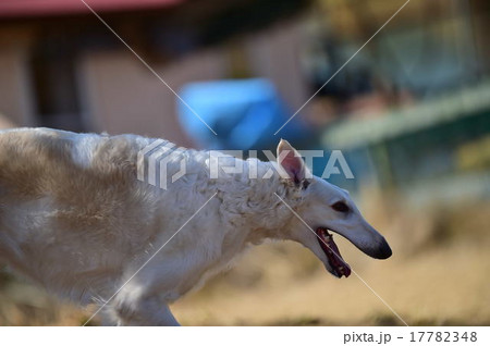 ボルゾイ ボルゾイ 17782348