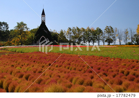 ひるがの高原牧歌の里の教会と紅葉したコキアの写真素材