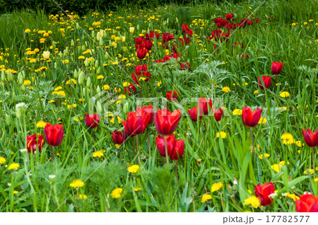 Tulips in may 17782577