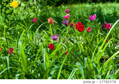 Tulips in may 17782578