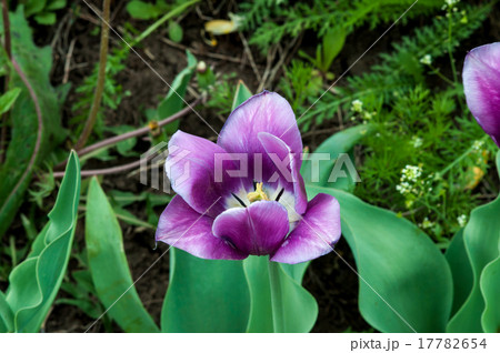 Spring tulips 17782654