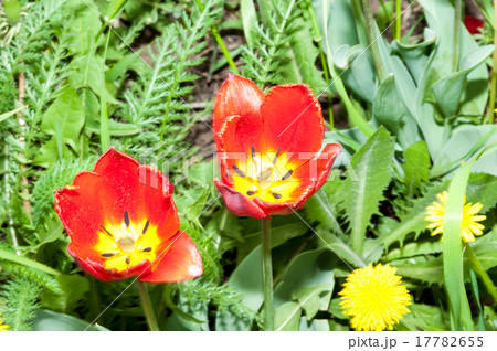 Spring tulips Spring tulips 17782655