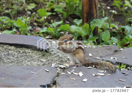 摩周湖　 17782667