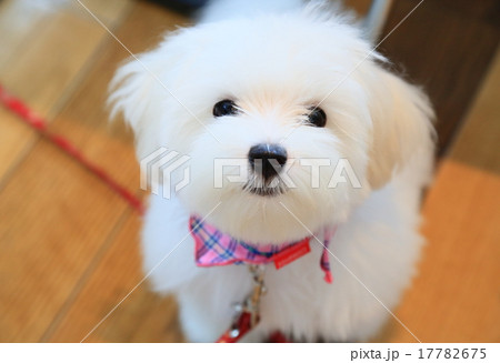 マルチーズ 子犬の写真素材