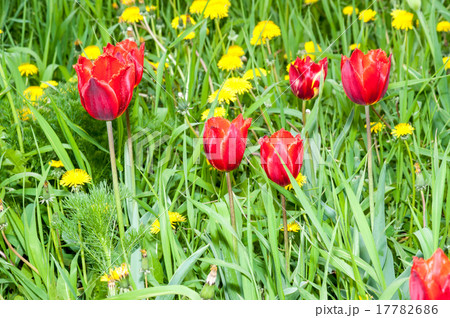 Spring tulips 17782686