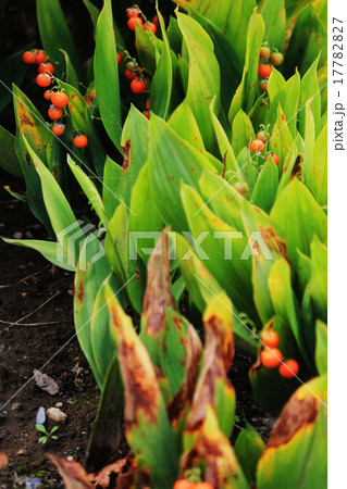 鈴蘭の実 鈴蘭の実 17782827