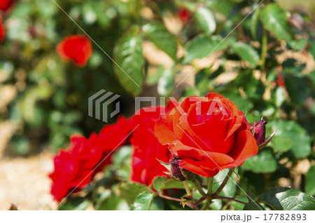 バラ園(カサンドラ) バラ園(カサンドラ) 17782893