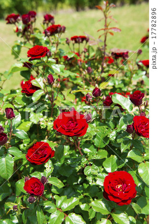 バラ園(ラバグルート) バラ園(ラバグルート) 17782896