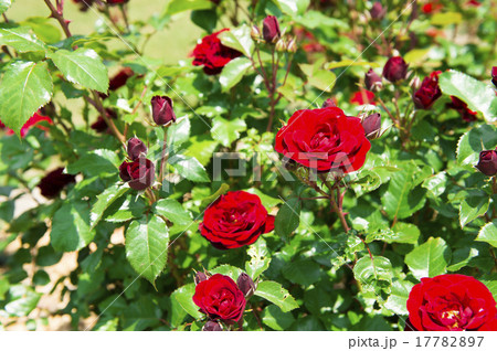 バラ園(ラバグルート) バラ園(ラバグルート) 17782897