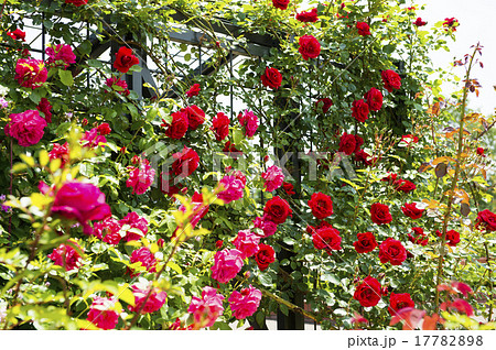 バラ園（トレリス） 17782898