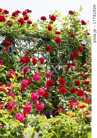 バラ園(トレリス) バラ園(トレリス) 17782899