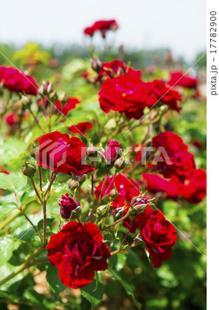 バラ園(アラン) バラ園(アラン) 17782900