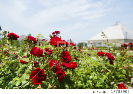 バラ園(アラン) バラ園(アラン) 17782902
