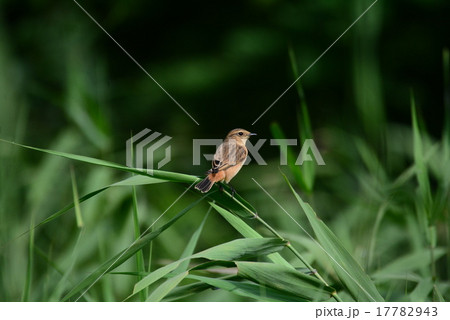 ノビタき ノビタき 17782943