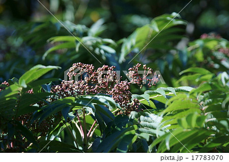 烏山椒　カラスザンショウの実 17783070