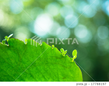 幸せの葉っぱ 17788197