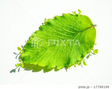 幸せの葉っぱ 17788198