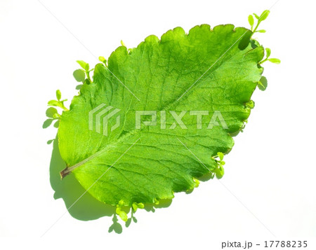 幸せの葉っぱ 17788235