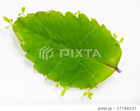 幸せの葉っぱ 幸せの葉っぱ 17788237