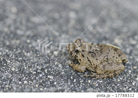 ツチガエル 17788312