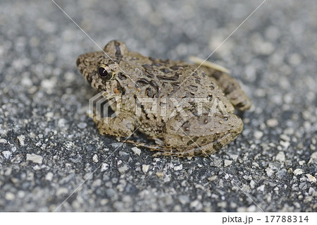 ツチガエル 17788314