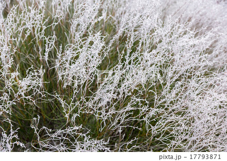 australia bush flowers flora detail australia bush flowers flora detail 17793871