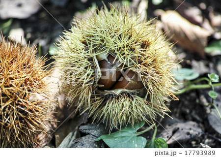 栗の実 17793989