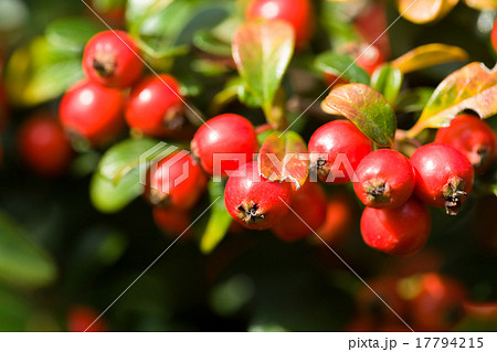 autumn background with red gaultheria 17794215