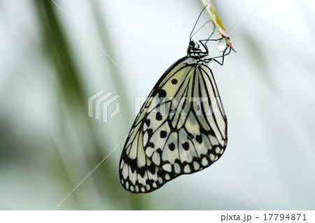 オオゴマダラ 蝶 沖縄 17794871