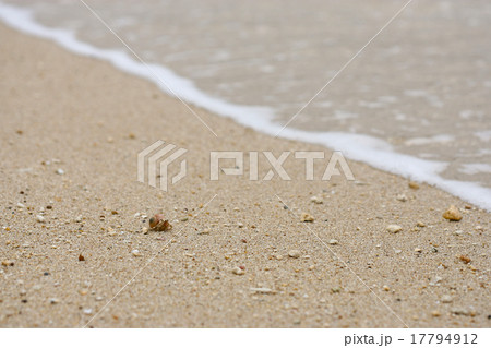 やどかり 宮古島 やどかり 宮古島 17794912