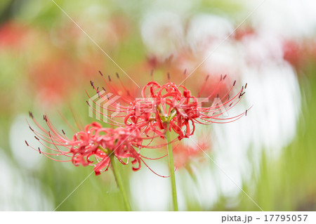 彼岸花 17795057