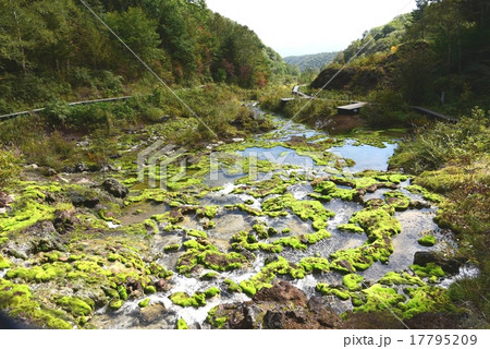群馬県・チャツボミゴケ公園 17795209