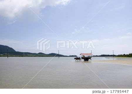 牛車 由布島 牛車 由布島 17795447